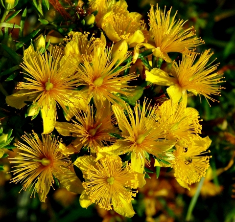 {Hypericum interior}